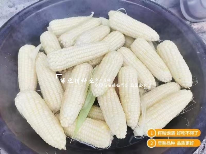 珍早甜糯52矮杆糯玉米种子高产鲜食玉米种子早熟皮薄大棒