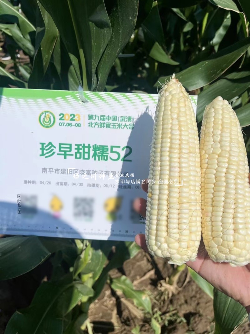 珍早甜糯52矮杆糯玉米种子高产鲜食玉米种子早熟皮薄大棒