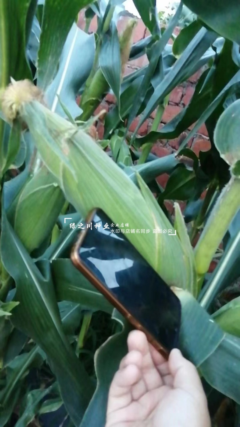 珍早甜糯52矮杆糯玉米种子高产鲜食玉米种子早熟皮薄大棒