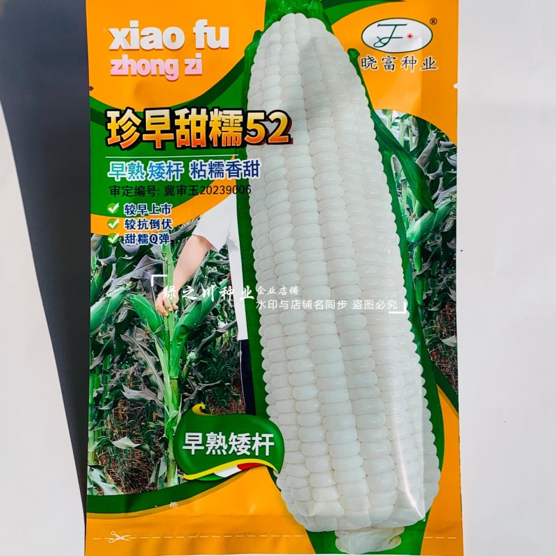 珍早甜糯52矮杆糯玉米种子高产鲜食玉米种子早熟皮薄大棒