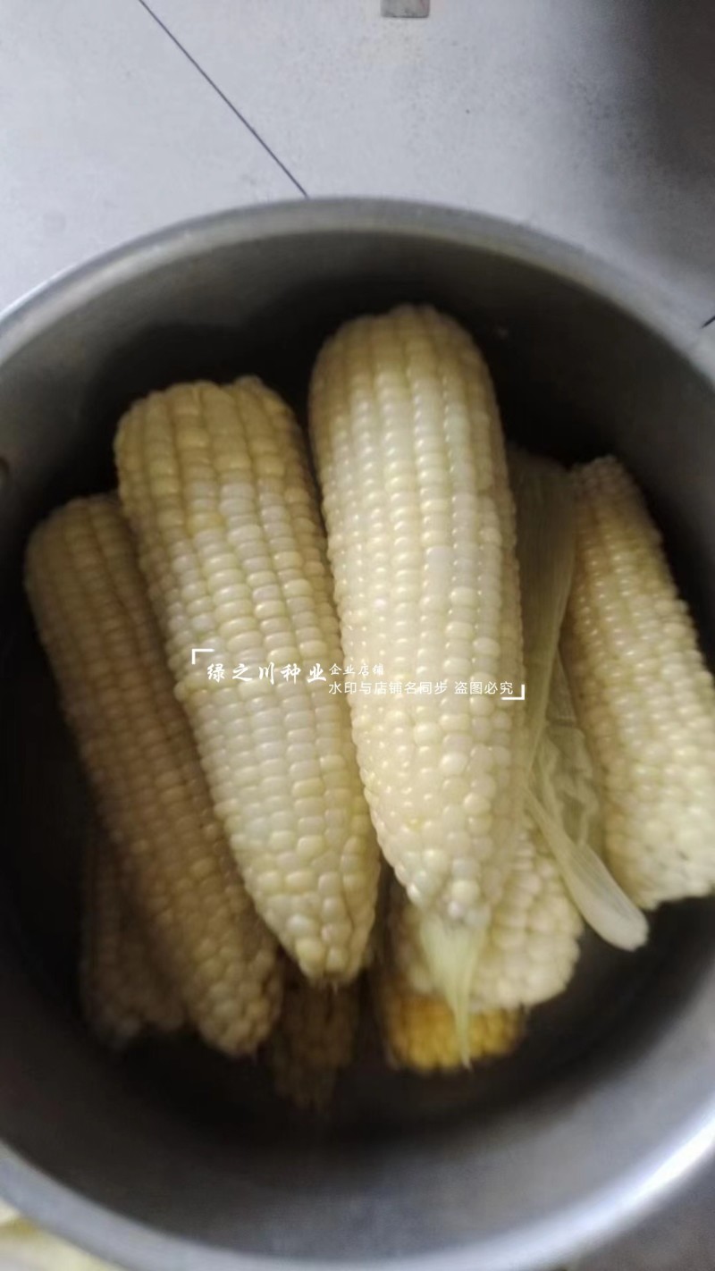 珍早甜糯52矮杆糯玉米种子高产鲜食玉米种子早熟皮薄大棒