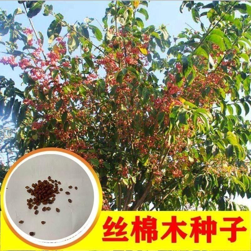 丝绵木种子丝棉木树苗种子丝棉木树种