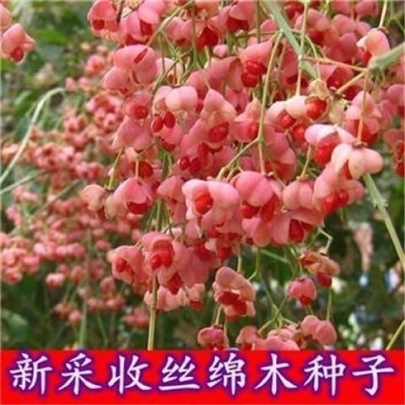 丝绵木种子丝棉木树苗种子丝棉木树种