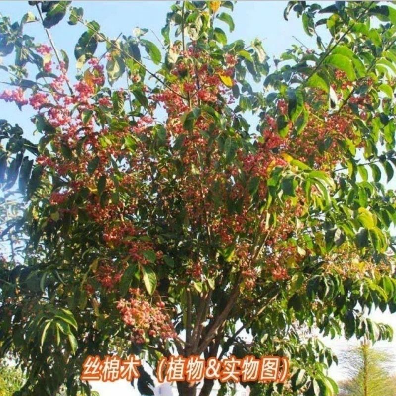 丝绵木种子丝棉木树苗种子丝棉木树种