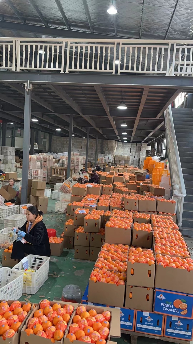 湖北纽荷尔脐橙大量上市，水分充足，口感香甜可口