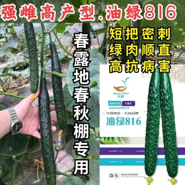 油绿816黄瓜种子黑油亮强雌春秋大棚短把密刺高产绿肉黄瓜