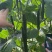 油绿816黄瓜种子黑油亮强雌春秋大棚短把密刺高产绿肉黄瓜