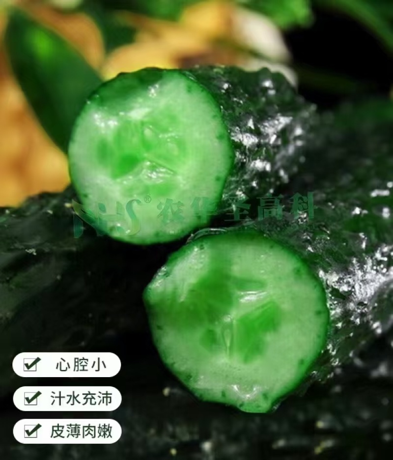 油绿816黄瓜种子黑油亮强雌春秋大棚短把密刺高产绿肉黄瓜