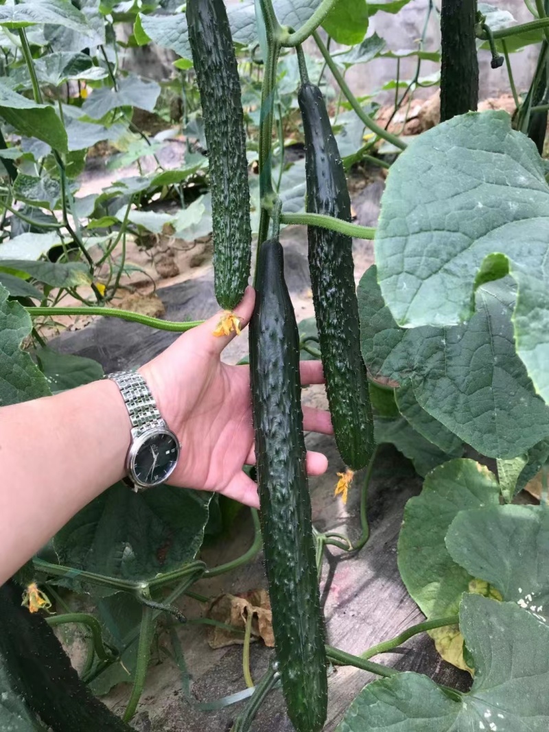 油绿816黄瓜种子黑油亮强雌春秋大棚短把密刺高产绿肉黄瓜