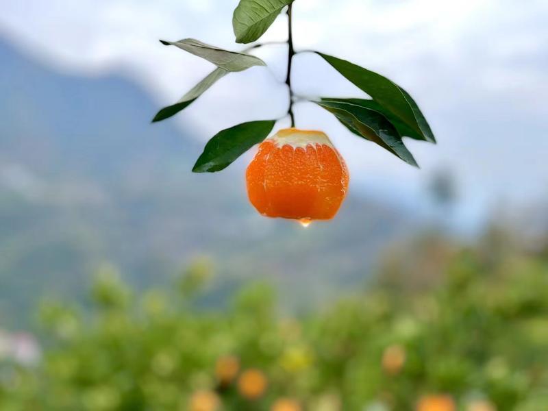 九月红爆汁果冻橙，直接用吸管可以吸的橙子