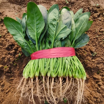 滑县万亩菠菜基，地大量供应，优质菠菜香菜货源充足诚信经营