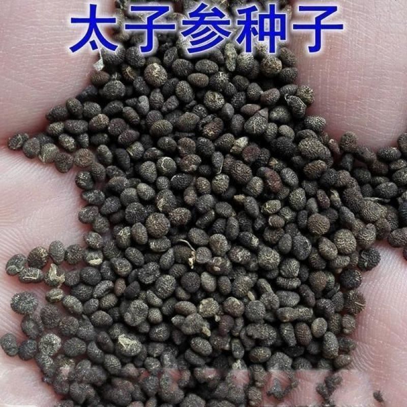 正品太子参种子药材四叶参种籽四季播种阳台盆栽孩儿童参太子