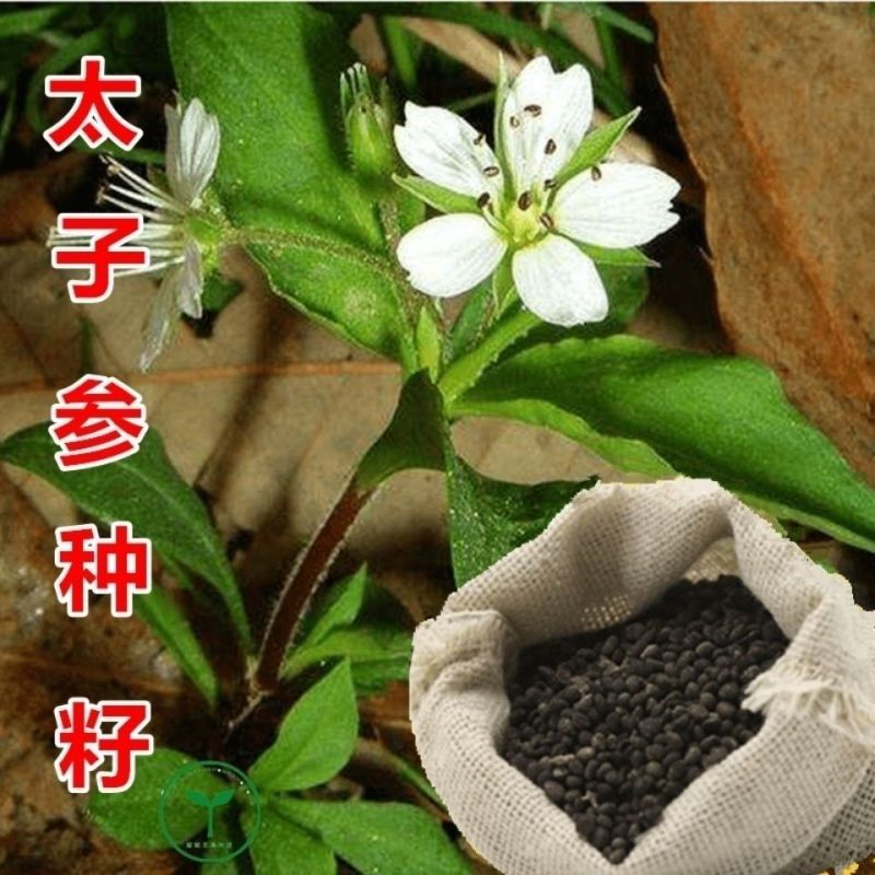 正品太子参种子药材四叶参种籽四季播种阳台盆栽孩儿童参太子