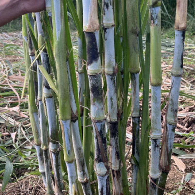 （大根）中华粮草现场现发坏苗包赔一件代发包邮视频拿货