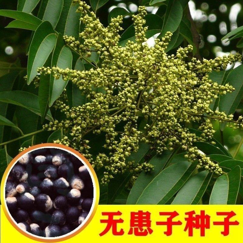 新采无患子种子黄金树种子洗手果肥皂树发芽率高净