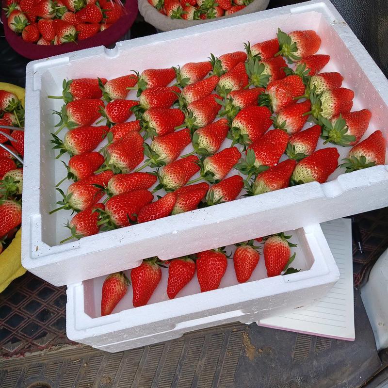 山东平邑奶油甜宝草莓大量现货供应好货价格低对接全国