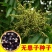 新采无患子种子黄金树种子洗手果肥皂树发芽率高净