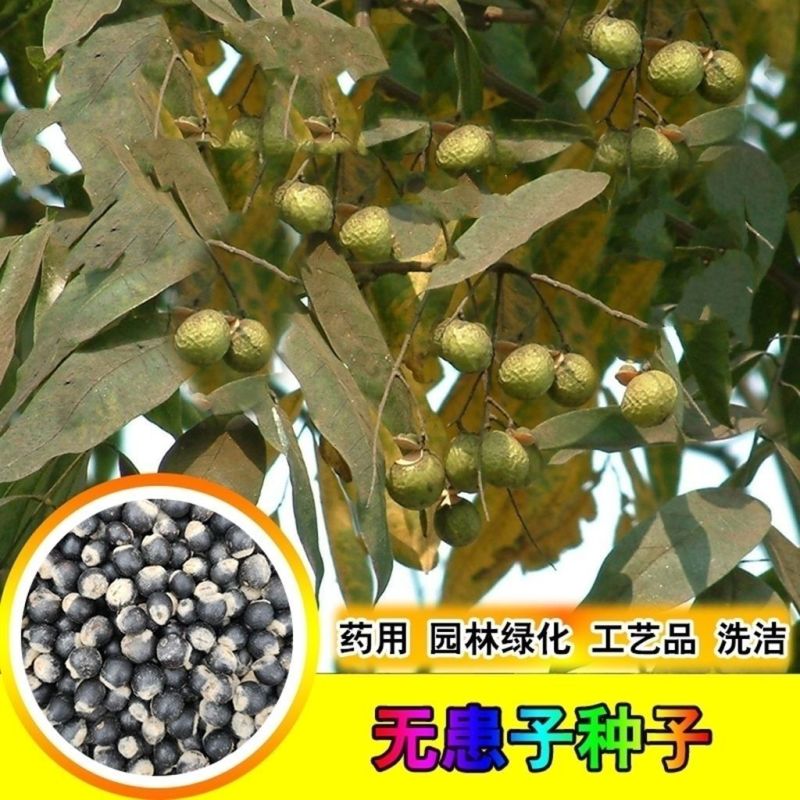 新采无患子种子黄金树种子洗手果肥皂树发芽率高净