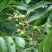新采无患子种子黄金树种子洗手果肥皂树发芽率高净