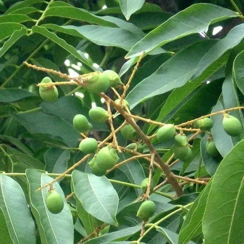 新采无患子种子黄金树种子洗手果肥皂树发芽率高净