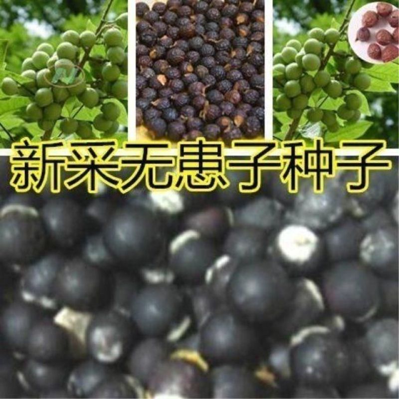 新采无患子种子黄金树种子洗手果肥皂树发芽率高净