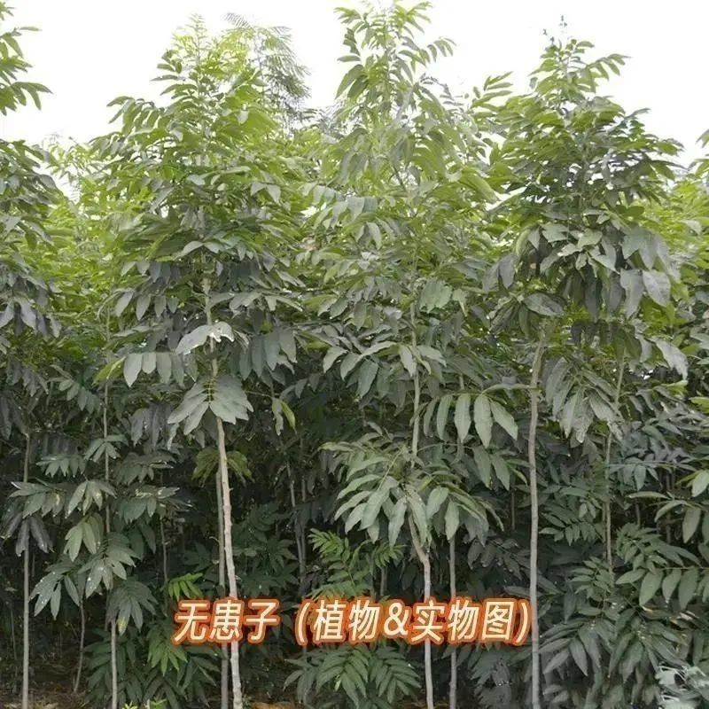 新采无患子种子黄金树种子洗手果肥皂树发芽率高净