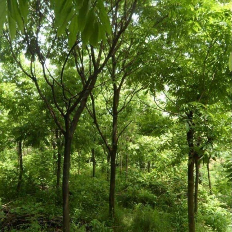 新采无患子种子黄金树种子洗手果肥皂树发芽率高净