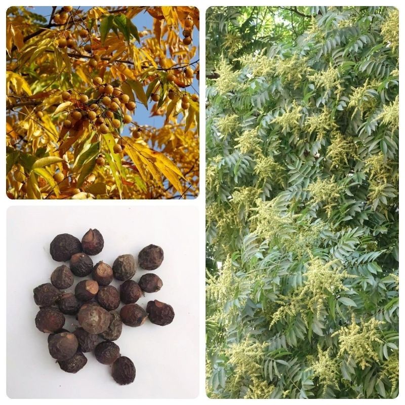 新采无患子种子黄金树种子洗手果肥皂树发芽率高净