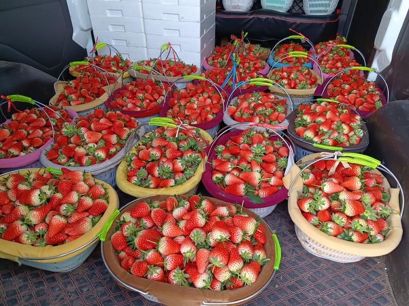 山东平邑奶油甜宝草莓大量现货供应好货价格低对接全国