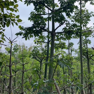 美丽异木棉