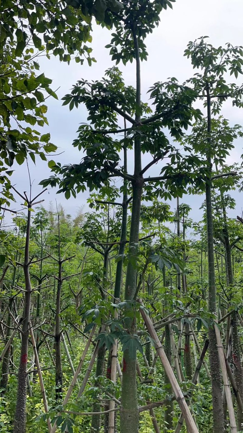 美丽异木棉