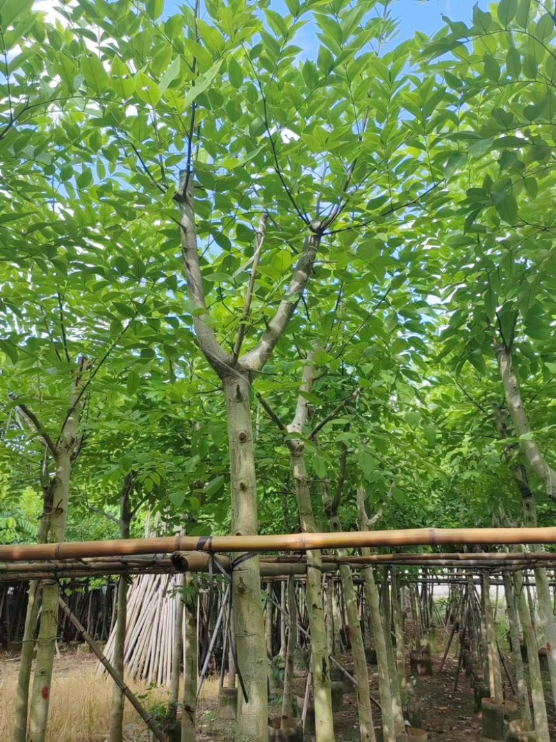 腊肠树