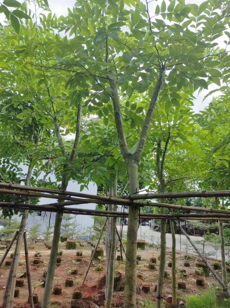 腊肠树
