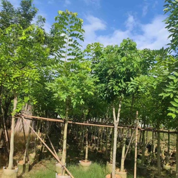 腊肠树