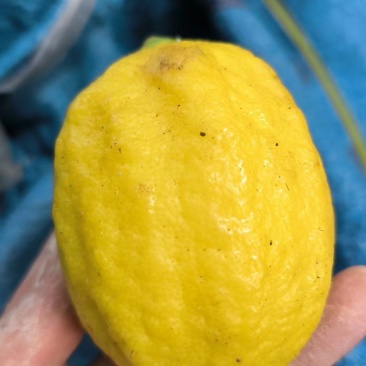 原生态柠檬