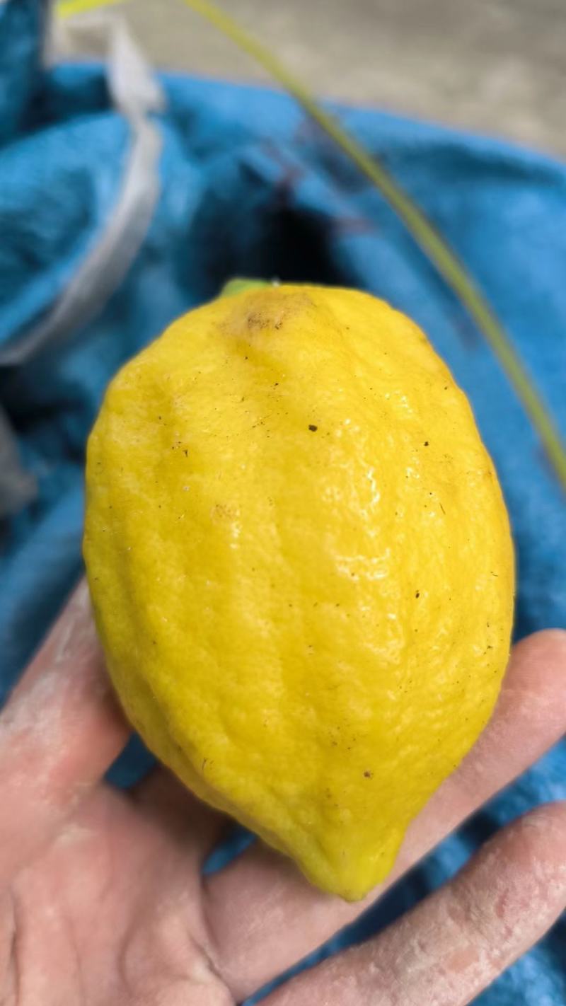 原生态柠檬