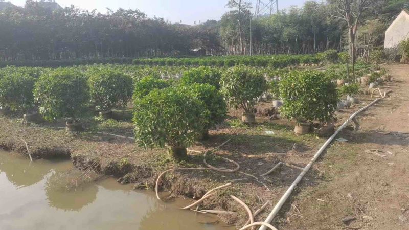 非洲茉莉球