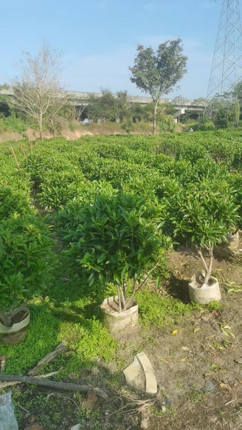 非洲茉莉球