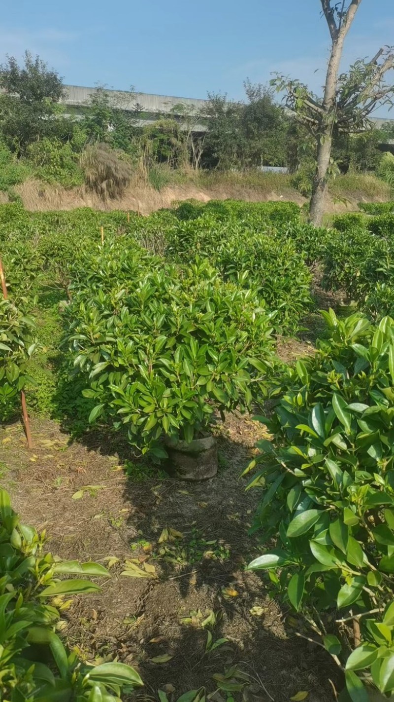 非洲茉莉球