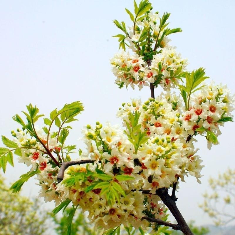 文冠果种子园林绿化花卉用种林木果树多年生观赏树木油料树种
