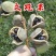 文冠果种子园林绿化花卉用种林木果树多年生观赏树木油料树种