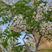文冠果种子园林绿化花卉用种林木果树多年生观赏树木油料树种