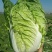 大白菜，北京3号白菜，玲珑黄白菜，质量好，价格优惠