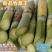 牧草王一件代发新品牧草王糖蔗二号糖营养无毛多年生四