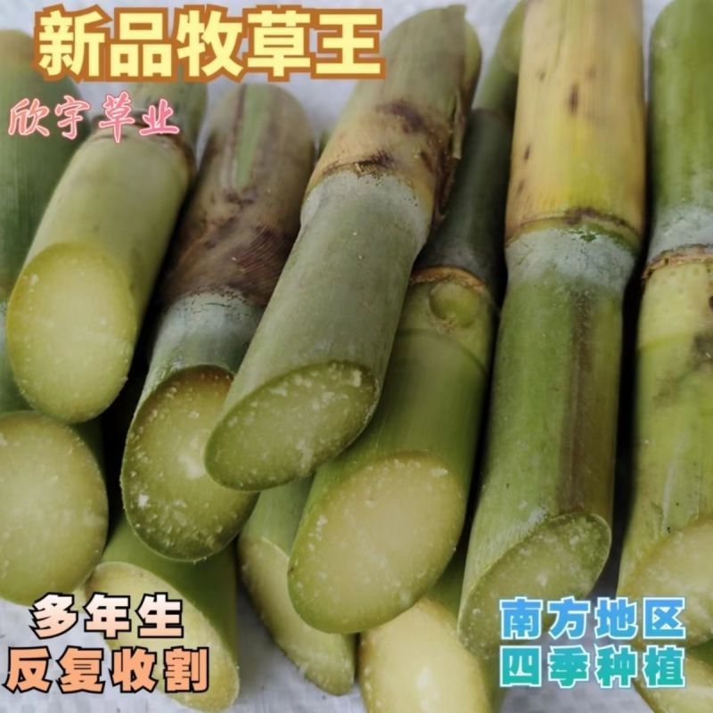 牧草王一件代发新品牧草王糖蔗二号糖营养无毛多年生四