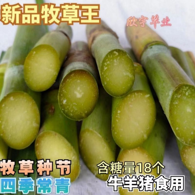 牧草王一件代发新品牧草王糖蔗二号糖营养无毛多年生四