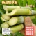 牧草王一件代发新品牧草王糖蔗二号糖营养无毛多年生四