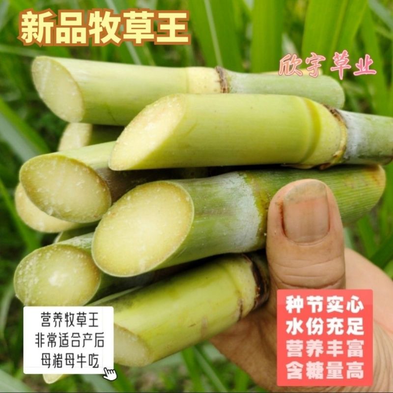 牧草王一件代发新品牧草王糖蔗二号糖营养无毛多年生四