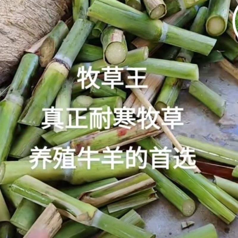 牧草王一件代发新品牧草王糖蔗二号糖营养无毛多年生四