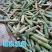 牧草王一件代发新品牧草王糖蔗二号糖营养无毛多年生四
